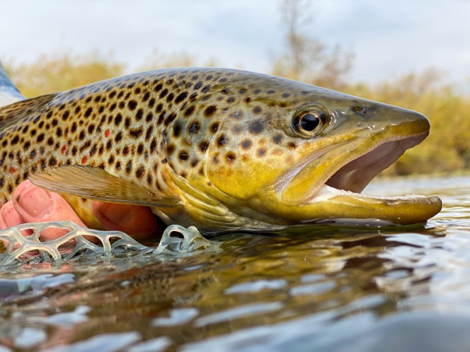 A spotted brown trout in the water.